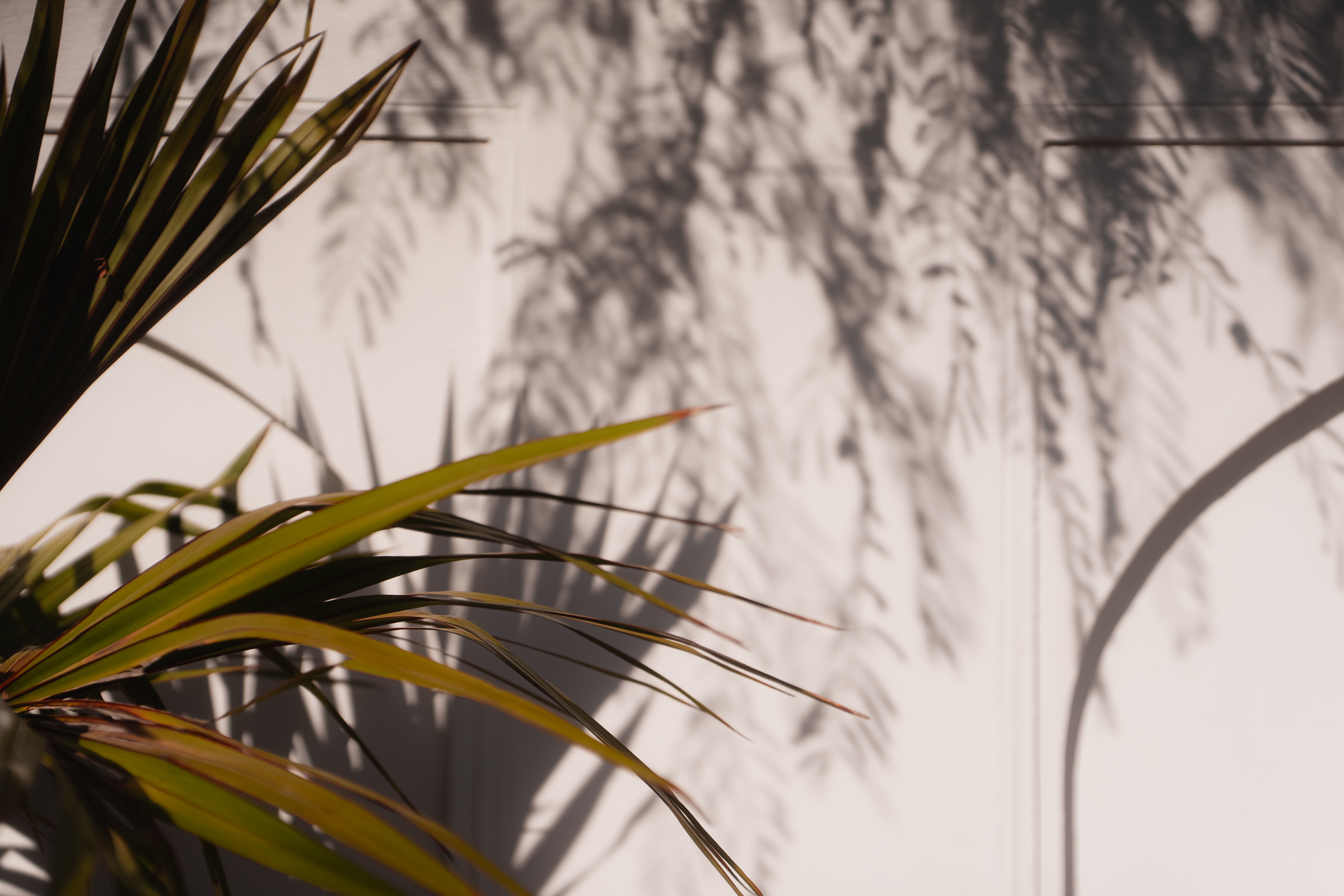 Image from Akhila Anand